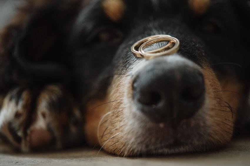 Hund traegt 2 Ringe auf der Nase